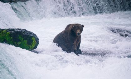 Een beer in de natuur van Alaska